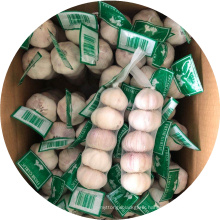 Jin'Xiang Chinese Normal White Fresh Garlic in 10kg Carton Packing